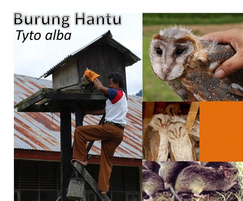 Keunikan dari burung hantu adalah kepalanya bisa berputar 260 derajad. +124 Gambar Sketsa Burung Hantu Mudah | Gudangsket