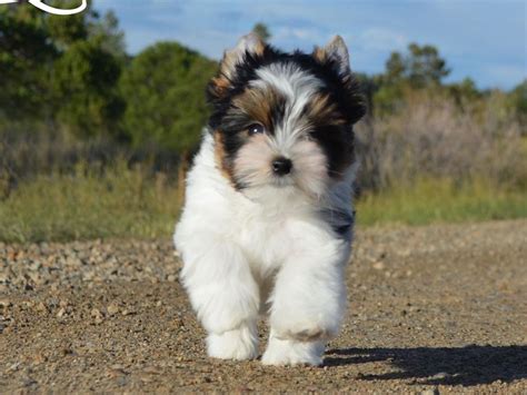 Yorkshire terrier in dogs & puppies for sale. Rocky Mountain Biewer Terriers - Biewer Terrier Puppies ...