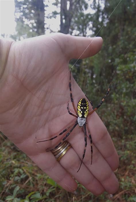 May 10, 2015 · here in south carolina we are home to many kinds of spiders, but the two that we need to worry about the most are the brown recluse and the black widow. Argiope aurantia (Black and Yellow Garden Spider) in ...