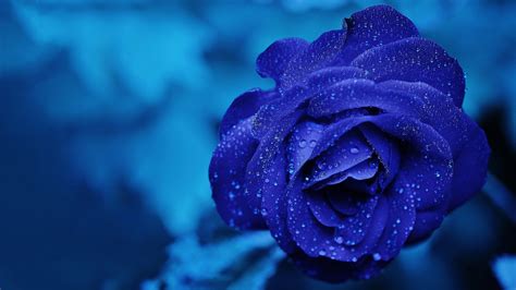 Download the background for free. Blue Rose Chromebook Wallpaper