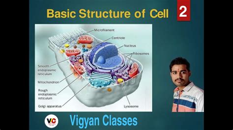 Maybe you would like to learn more about one of these? Cell Organelles -Structure and Function | Organelles of ...