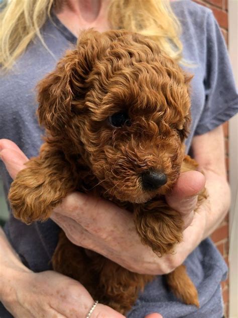Teacup poodle puppies and poodle dogs for sale is our specialty. Toy Poodle Puppies Ready Now FOR SALE ADOPTION from South ...