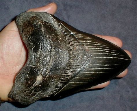 Authentic megalodon shark tooth (carcharodon megalodon). Weltklasse Megalodon Haizähne von Frank - www.megalodon ...