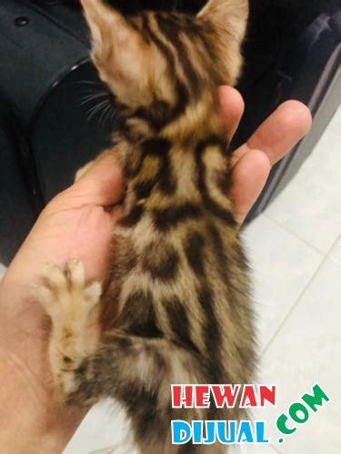 Cara memelihara kucing bengal yang paling utama ialah ditentukan dari proses pemilihan bibit. Dijual Kucing Bengal Murah & Terpercaya! | HewanDiJual.com