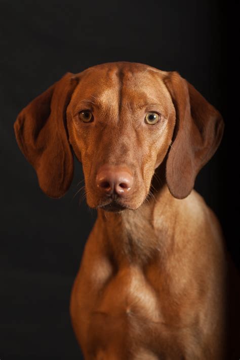 We enjoy raising and training our own dogs. Fire Mountain Vizslas | Southern California Vizsla Breeder