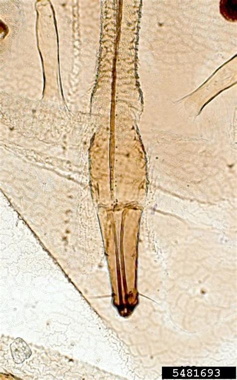 The insect pests mostly observed are root stock/rhizome weevil (cosmopolites sordidus) , stem borer (odioporus longicollis), thrips, banana beetle ( nodostoma subcostatum), banana aphid (pentalonia nigronervosa) and nematodes. banana aphid, Pentalonia nigronervosa (Hemiptera ...