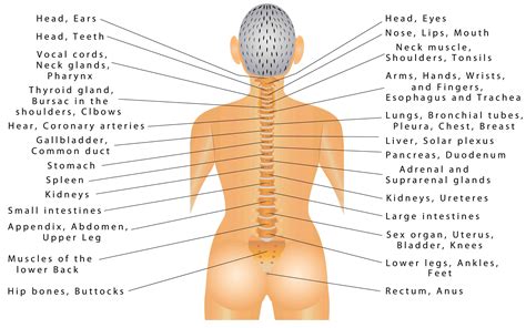 (e) the back wall of the pharynx contracted for some sounds; Lower Back Anatomy Organs