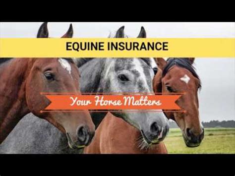 Even if your horse were to have a very minor. Equine Insurance - Pet Horse Insurance - Meaning ...