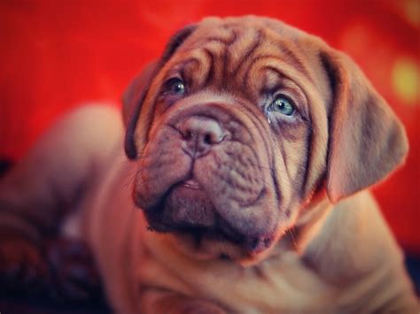 Ein welpe durchgeht in seinem leben phasen, die in bestimmten lebenswochen beginnen und enden. Wie bereite ich mich auf einen Welpen vor? • Couchdogs