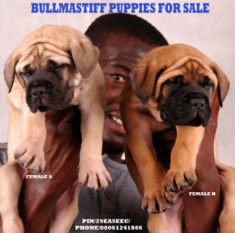 Many breeds of puppies for sale in guyana , some are sold cheap. Bullmastiffs Puppies From Imported Parents For Sale - Pets ...