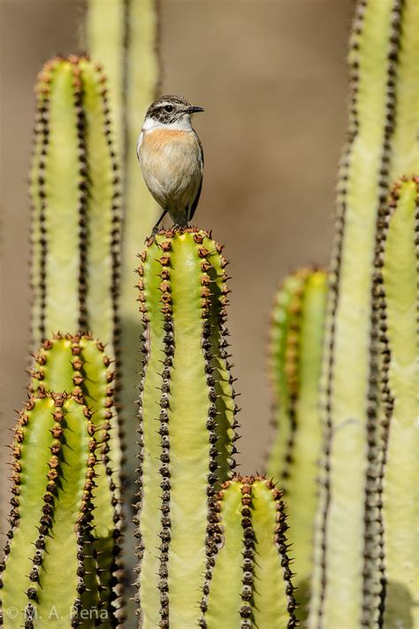 Check spelling or type a new query. Miguel Angel Peña. Fotos de Naturaleza: La tarabilla canaria