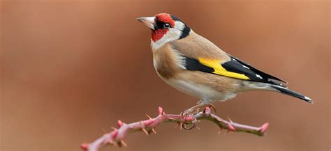 How to attract goldfinches to the garden. How To Attract Goldfinches To Your Garden - Ivel Valley ...