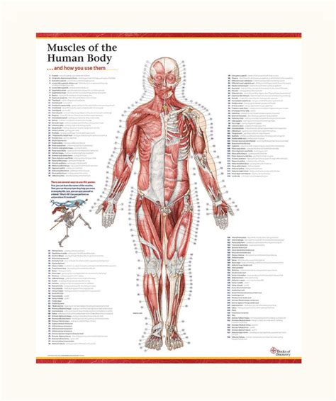 More often they work in groups to produce precise movements. Trail Guide to the Body's Muscles of the Human Body poster ...