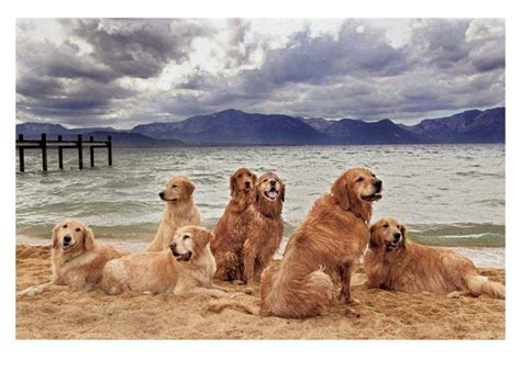 I will tell you from my experiences goldens are hands down the best family dog period. Image result for Happy birthday + beach | Golden retriever ...