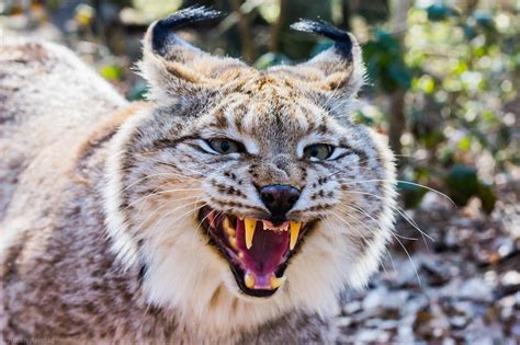 A lynx, one of europe's rarest mammals, has been found shot dead in eastern france in a another piece of the puzzle about the longevity of the corpus luteum in lynxes has been uncovered. Hourly Lynxes on Twitter: "HourlyLynxes presents:…