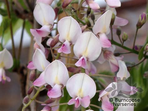 Plants patio garden flowers wisteria seeds pink winter jasmine plant seedlings shrubs. Wisteria Floribunda 'Rosea' from Burncoose Nurseries