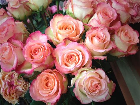 Send flowers designed and delivered by a real local florist. Duett rose from South America | Rose, Wholesale florist ...