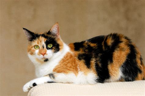 Calico cats are some of the coolest cats there are. 8 Questions About Calico Cats — Answered - Catster