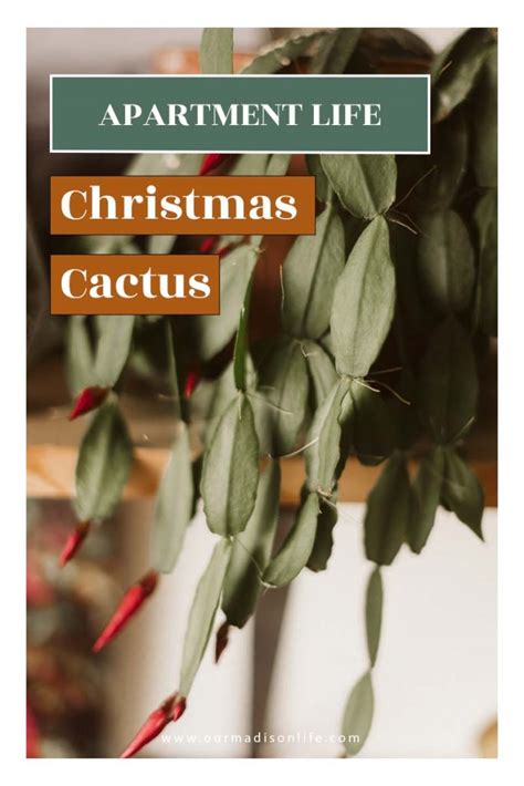 (10 c.) and the room is dark, with absolutely no artificial lights (including porch lights or street when christmas cactus is unwilling to flower, it's likely a matter of light and temperature. MY GRANDMA'S CHRISTMAS CACTUS BLOOMED | Our Madison Life