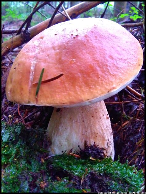 Grzyby to w większości lądowe (rzadziej wodne) organizmy heterotroficzne (saprofity lub pasożyty), których. grzyby fungi of Poland mushrooms grzyby jadalne grzyby ...