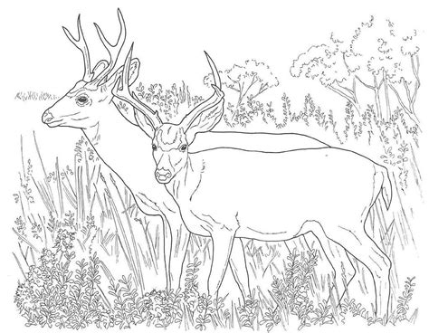 What kind of coloring pages are good for hunting? free printable deer hunting coloring pages - Google Search ...