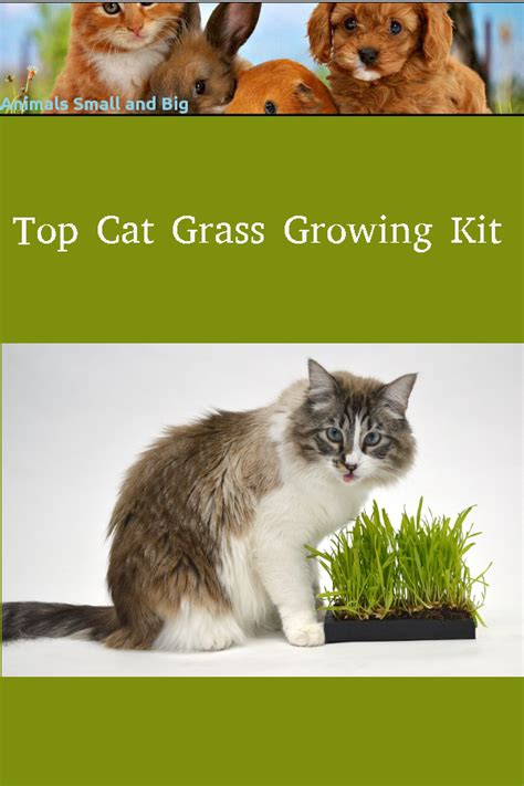 Have you ever wondered why cats eat grass and if it is safe for them? Top Cat Grass Growing Kit in 2020 | Cat grass, Animals, Cats