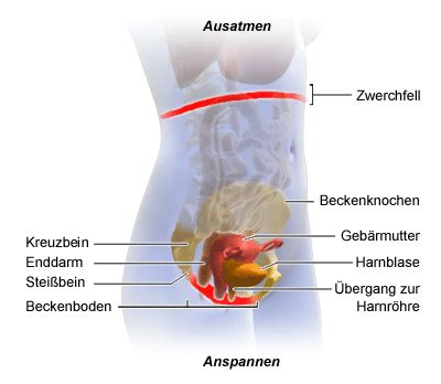 Over 100,000 english translations of german words and phrases. Wie funktioniert ein Beckenbodentraining ...