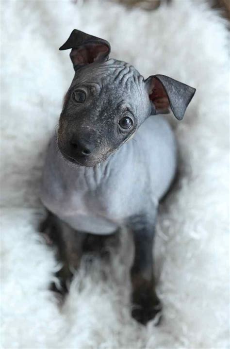 Maybe you would like to learn more about one of these? American Hairless Terrier Temperament (Inquisitive, Intelligent, lively) | Terrier puppies ...