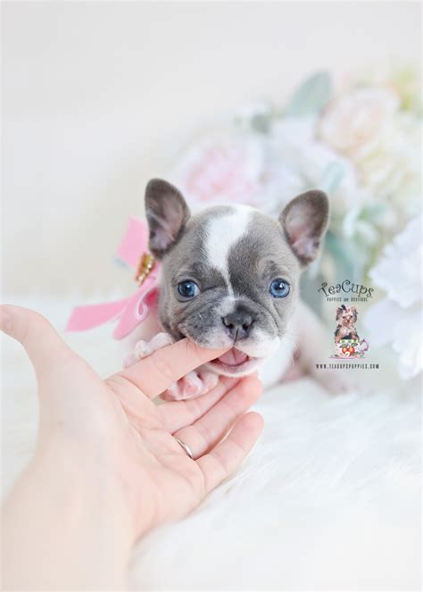 The frenchie makes a great family pet! Blue Pied French Bulldog Puppy | Teacups, Puppies & Boutique
