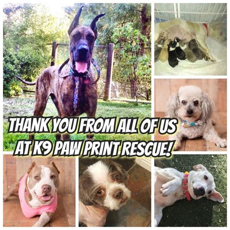 There are many cat, dog, rabbit, and other animal specific groups who work hard to rescue as many animals as possible. K9 Paw Print Rescue Bay Area California #k9ppr #dogrescue ...
