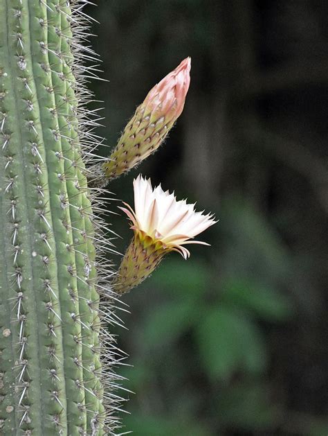 The plant will spawn saguaro fruits on its sides after rainfall. ECHINOPSIS TERSCHECKII grows at a high altitude in the ...