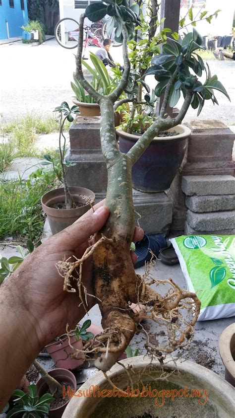 Masa lapang menanam pokok kemboja cina melur asal tumbuhan. MrSuffie Studio: JOM TANAM POKOK KEMBOJA CINA...