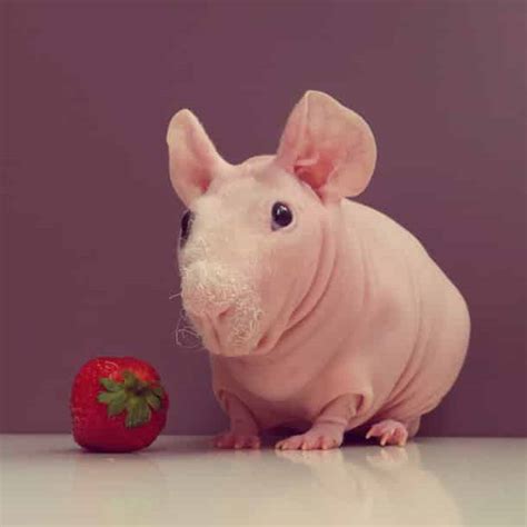 Cet adorable cochon d'Inde sans poils pose avec sa ...