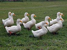 The adults are pure white and the ducklings the pekin duck is from chinese descent, but has been developed as an american duck. American Pekin - Wikipedia