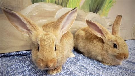 As their name suggests, flemish rabbits are giant rabbits, meaning that they are far bigger than ordinary bunnies. Flemish Giant Rescue Rabbits: Pancake and Waffle! - YouTube