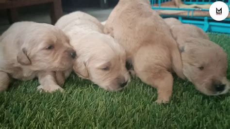 If you are looking for a teddy bear of a dog, the bichon frise shih tzu mix, also called a shichon or zuchon, might be just the one for you. Golden Retriever and Shih Tzu Puppies Available. Love Pet ...