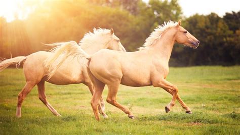 The dogs that participate in the races run various distances and are timed. How Far Can a Horse Run?