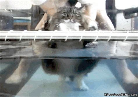 Wifflegif has the awesome gifs on the internets. Fitness cat on a treadmill | HilariousGifs.com