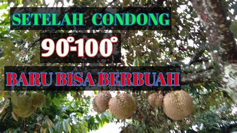 Cara stek durian agar cepat tumbuh tunas bagi pemula dan cepat berbuah. Jika Pohon durian ingin cepat berbuah lakukan ini - YouTube