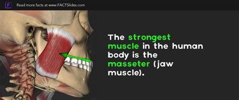 The most obvious muscle of mastication is the masseter muscle, since it is the most superficial and one of the strongest. The strongest muscle in the human body is the masseter ...