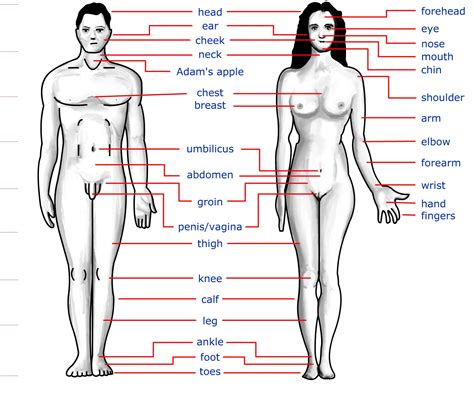 Get to know your pink parts. human body part images male and female | Diabetes Inc.
