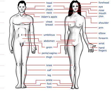 Different men and women characters collection. parts of body women - Clip Art Library