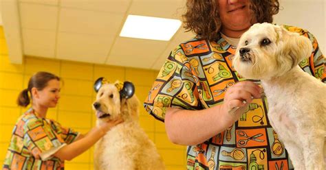 For a limited time, pet dogs may visit disney resort hotels as part of the. Best Friends luxury pet resort opening day - Photo 2 of 4