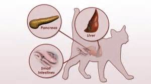 The exact cause for pancreatitis in cats isn't well known. Feline Pancreatitis and Triaditis