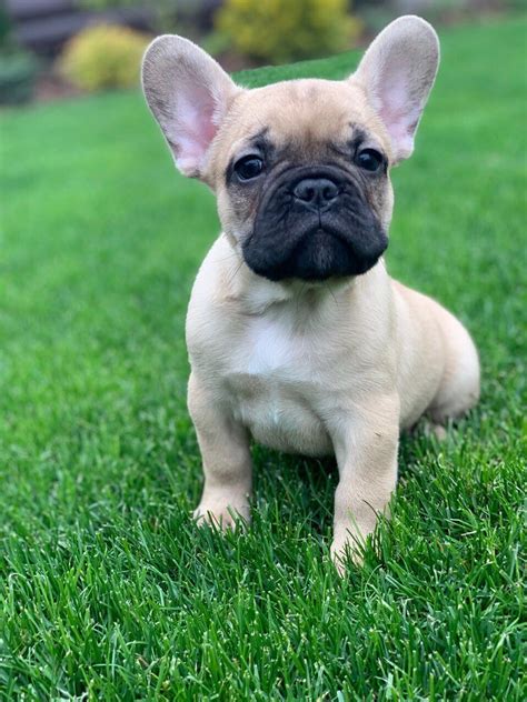 Find french bulldog in canada | visit kijiji classifieds to buy, sell, or trade almost anything! French Bulldog Puppies For Sale | New York, NY #297759