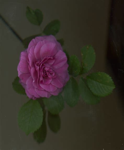 George vancouver shrub rose (rosa 'george vancouver'), like many other shrub roses, is blooming now, and you can see its clusters of cherry red flowers in the north perimeter bed in the rose garden. Alex Waterhouse-Hayward