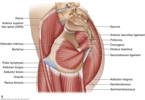 Maybe you would like to learn more about one of these? Muscles of the Pelvis