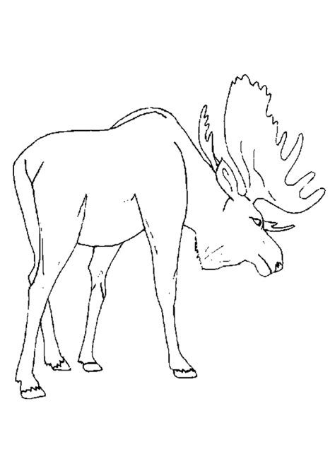 Check spelling or type a new query. Moose Drawing - Coloring Home