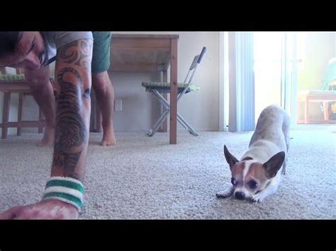 Yoga with your dog, also called doga, helps form a connection between you and your pet while you stretch and relax together. Chihuahua Does Downward Dog and Other Yoga Poses Perfectly ...