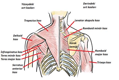 Omuz mafsalını kol kemiği ile birlikte meydana getiren sırtın üst kısmında yer alan yassı bir kemik. Kürek Kemiğinden Ses Gelmesi - DoktorFizik